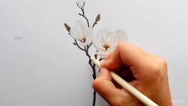 Step by Step  How to draw color a white Magnolia flower with colored pencils