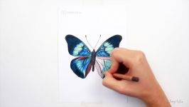 Drawing Coloring a bluegreen Butterfly with colored pencils