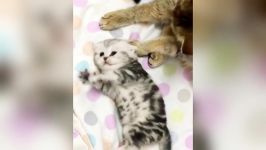 Mother Cat and Cute Kittens بچه گربه های بانمک