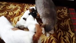 Jack Russell Puppies playing with cat بازی کردن توله سگ ها گربه