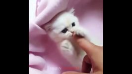 So many cute kittens videos بچه گره های دوست داشتنی