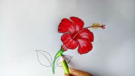 How to draw a China Rose Hibiscus flower step by step very easy