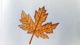 How to draw maple leaf step by step very easy