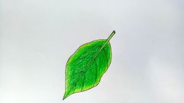 How to draw a leaf step by step very easy