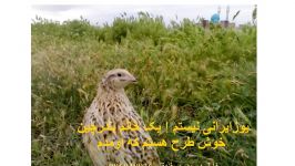 امامزاده صدرالدین اردبیل زیباترین خانم بلدرچین اهلی اوم