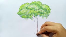 How to draw a Mango tree step by step