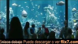 CORRIENTE Aquaman 2018 En Español Latino Castellano HD 1080P