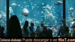 Ver 〚Aquaman 〛2018 Original APUESTAS Película ♣εspañol Subtitulos