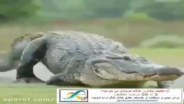 حیوان بیچاره ولی دوبلش خیلی خنده داره