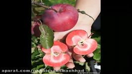 فروش نهال سیب توسرخ  نهالستان پارس 09152157465