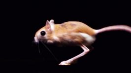 JERBOA  Hopping Desert Rodent Cute But Deadly