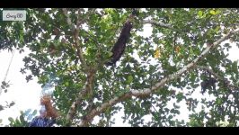 Harvesting Honey from Tree in village