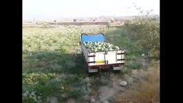 برداشت هندوانه در چرام