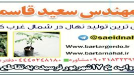 انواع نهال گردو نهالستان مهندس سعید قاسمی 09141832393