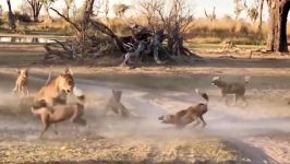 حیات وحش ، شیر ها در برابر سگهای وحشی، نبرد بوفالو سگهای وحشی