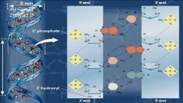 ساختار مولکولی DNA فارسی