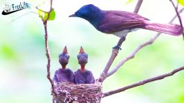 حیات وحش ، انواع لانه رفتار لانه سازی در پرندگان
