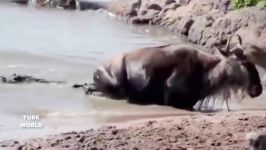 حیات وحش،مبارزه فیل کروکودیل،تلاش گوزن یالدار برای بق