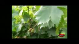 افزایش باردهی انگور یاقوتی شهرستان پلدختر