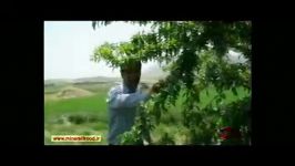 افزایش باردهی درخت آلو بخارا، بیرانشهر استان لرستان