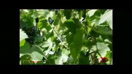 افزایش باردهی درخت انگور، شهرستان ساوجبلاغ، استان البرز