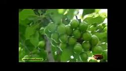 افزایش باردهی درخت گوجه سبز، بیرانشهر استان لرستان