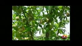 افزایش باردهی درخت هلوی انجیری، بیرانشهر استان لرستان