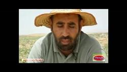 افزایش سرعت رشد بوته هندوانه، رجعین استان زنجان