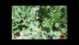 افزایش گل باردهی بوته هندوانه، استان زنجان