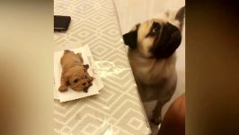 Funny Dog Reaction to Dog Cake  Funny Dog Cake Reaction Compilation