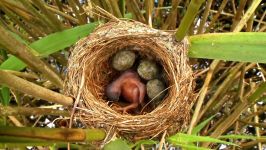 حیات وحش تخم کوکو در لانه چکاوک نمونه ای رفتار ذاتی