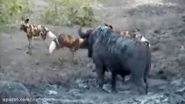 شیرها در برابر سگهای وحشی، نبرد بوفالو سگهای وحشی