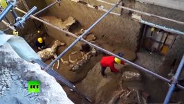 Petrified remains of horses unearthed near Pompeii in ancient villa