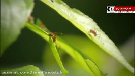 مورچه های برگ بُر ، فعال ترین گیاه خواران جنگل آمازون