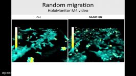 HAP1 CTRL vs NAA80 KO2 HoloMonitor M4