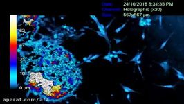 HoloMonitor Hstudio A Spheroid interacting with other cells