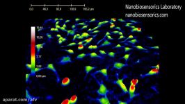 Cell Video Recorded By HoloMonitor M4