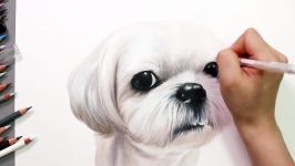 Speed Drawing Shih Tzu Drawing Hands