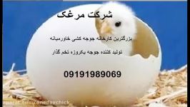 قیمت جوجه یک روزه تخم گذار