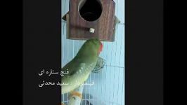 آواز فنچ ستاره ای . www.birdsland.ir