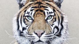 Drawing a Sumatran Tiger Kirana  Timelapse  Artology