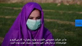 افغانستان؛ کشت زعفران تجارتی پُر سود برای بانوان افغان