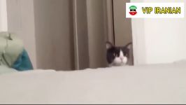 گربه های بانمک . امکان نداره بتونی نخندی Funny Cats