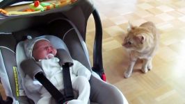 ملاقات گربه نوزاد تازه وارد برای اولین بار