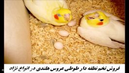 تخم نطفه دار عروس هلندی تضمین نطفه