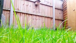 Birds Eating Mealworms.