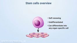 stem cell overreview