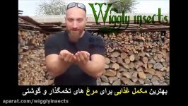 مکمل غذایی سالم مغذی برای مرغ های گوشتی تخمگذار