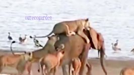 مجموعه مبارزه حیوانات شیر فیل ، کروکودیل فیل