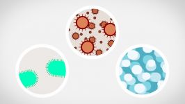 The Immune System Explained I – Bacteria Infection